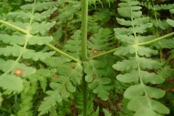 Histiopteris incisa. Sessile and glabrous primary pinnae attached to glaucous rachis of developing frond.
 Image: L.R. Perrie © Te Papa 2011 CC BY-NC 3.0 NZ